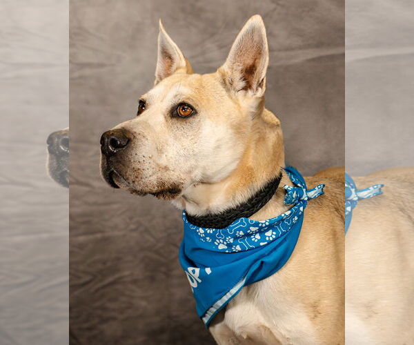 Medium Photo #2 American Pit Bull Terrier-German Shepherd Dog Mix Puppy For Sale in Clinton, OK, USA