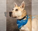 Small #1 American Pit Bull Terrier-German Shepherd Dog Mix