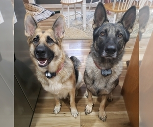 Mother of the German Shepherd Dog puppies born on 10/18/2019