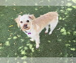 Small #2 Shih-Poo
