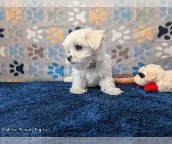 Medium Photo #2 Maltese Puppy For Sale in OCALA, FL, USA