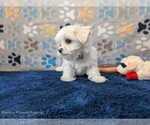 Small #1 Maltese