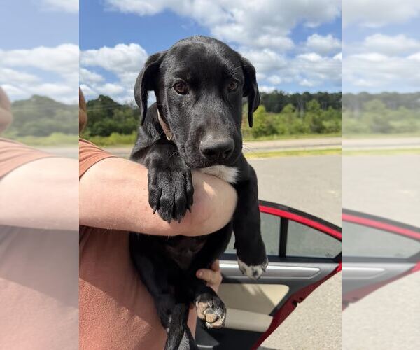 Medium Photo #1 Mutt Puppy For Sale in Sterling, MA, USA