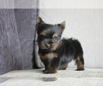 Small Photo #1 Yorkshire Terrier Puppy For Sale in MANHATTAN, NY, USA