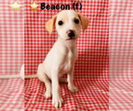 Small Jack Russell Terrier-Labrador Retriever Mix