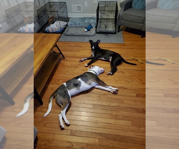 Medium Photo #8 Catahoula Leopard Dog-Unknown Mix Puppy For Sale in Oakhurst, NJ, USA