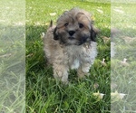 Small Photo #1 ShihPoo Puppy For Sale in CANOGA, NY, USA