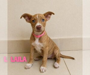 Mutt Dogs for adoption in St. Augustine, FL, USA