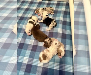Miniature Australian Shepherd Puppy for Sale in ANTHONY, Florida USA