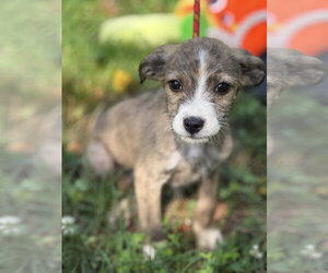 Mutt Dogs for adoption in Yardley, PA, USA