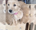 Small #1 Golden Retriever