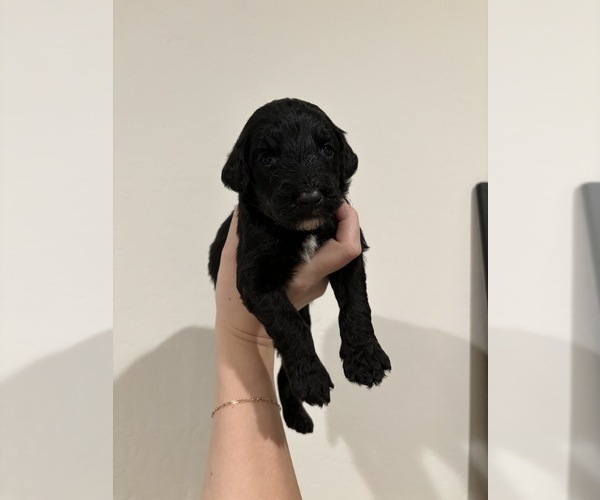 Medium Photo #4 Aussiedoodle-Goldendoodle Mix Puppy For Sale in BAKERSFIELD, CA, USA