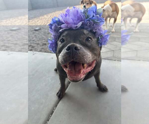 Medium Photo #1 American French Bull Terrier Puppy For Sale in Queen Creek, AZ, USA