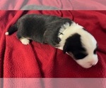 Small Photo #12 Cardigan Welsh Corgi Puppy For Sale in DEARBORN, MO, USA