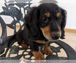 Dachshund Puppy for Sale in SACRAMENTO, California USA