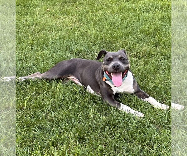 Medium Photo #30 American Pit Bull Terrier Puppy For Sale in Fargo, ND, USA