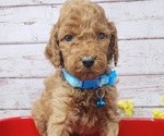Puppy AKC Blue Collar Poodle (Standard)