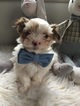 Small Photo #5 Maltese-Yorkinese Mix Puppy For Sale in HONEY BROOK, PA, USA