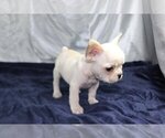 Small Photo #5 French Bulldog Puppy For Sale in MARTINSVILLE, NJ, USA