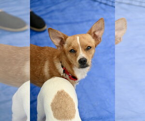 Chihuahua-Unknown Mix Dogs for adoption in Wakefield, RI, USA