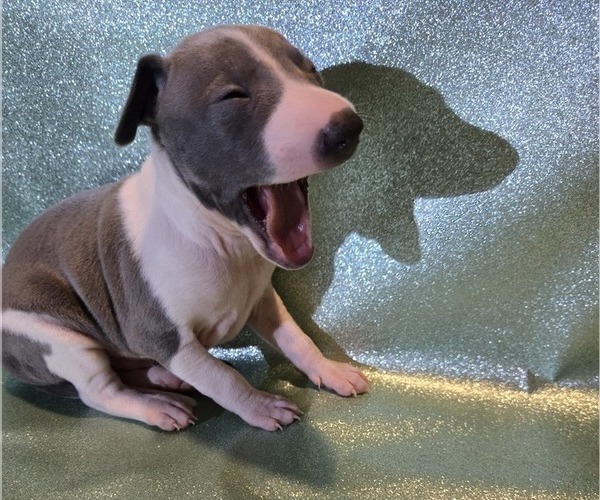 Medium Photo #4 Italian Greyhound Puppy For Sale in NESBIT, MS, USA