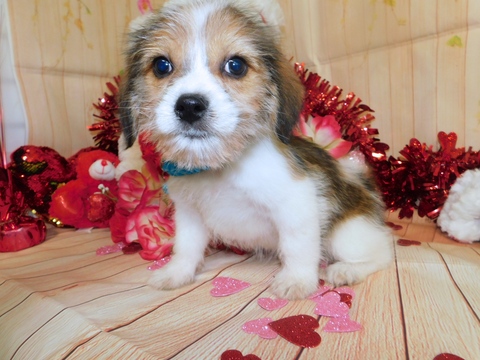 Medium Photo #3 Bea-Tzu Puppy For Sale in HAMMOND, IN, USA