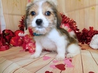 Small Photo #3 Bea-Tzu Puppy For Sale in HAMMOND, IN, USA