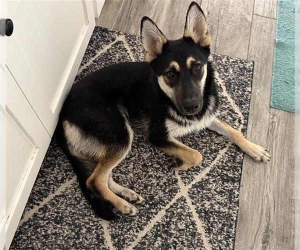 Medium Photo #1 Siberian Husky-Unknown Mix Puppy For Sale in Stockton, CA, USA