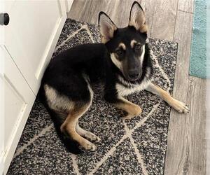 Siberian Husky-Unknown Mix Dogs for adoption in Stockton, CA, USA