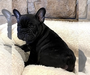 French Bulldog Puppy for sale in BOLIVAR, MO, USA