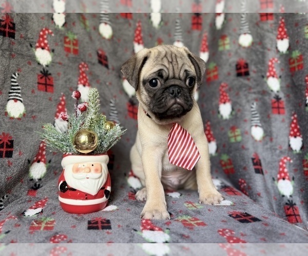 Medium Photo #3 Pug Puppy For Sale in LAKELAND, FL, USA