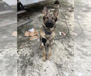 German Shepherd Dog Dogs for adoption in San Antonio, TX, USA