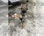 Small German Shepherd Dog