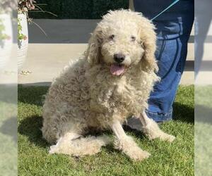 Poodle (Standard) Dogs for adoption in Camarillo, CA, USA