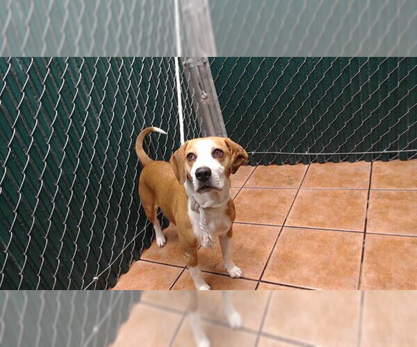 Medium Photo #1 Beagle-Unknown Mix Puppy For Sale in Downey, CA, USA