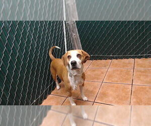 Beagle-Unknown Mix Dogs for adoption in Downey, CA, USA