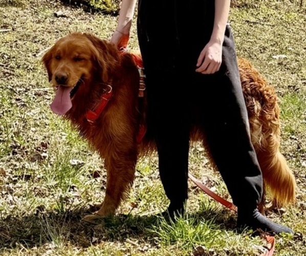 Medium Photo #1 Golden Retriever Puppy For Sale in BAXTER, TN, USA