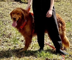 Father of the Golden Retriever puppies born on 06/21/2026