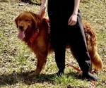 Small Photo #1 Golden Retriever Puppy For Sale in BAXTER, TN, USA