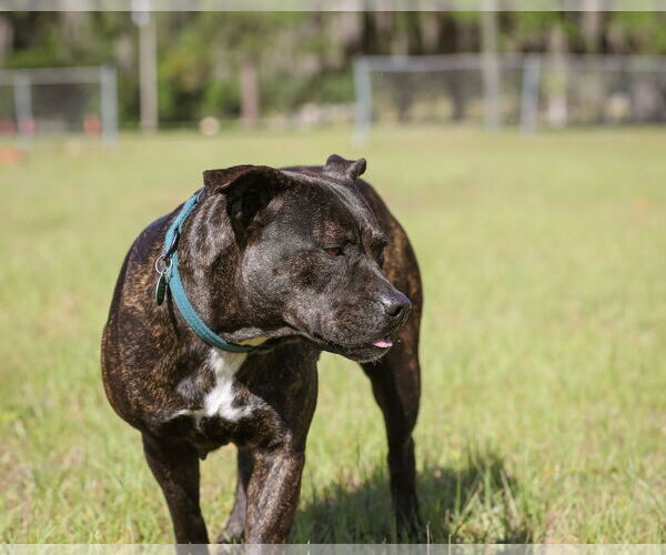 Medium Photo #6 Mutt Puppy For Sale in  Gainesville, FL, USA