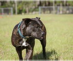 Small #5 Mutt
