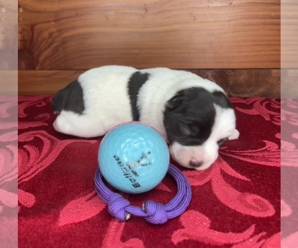 Medium Photo #11 Schnauzer (Miniature) Puppy For Sale in BIG CABIN, OK, USA