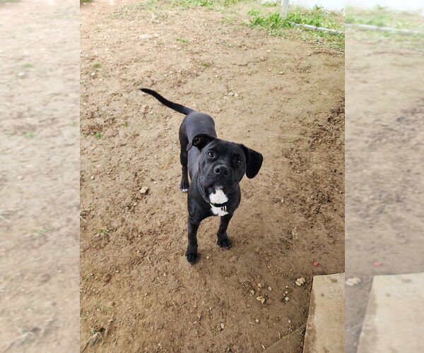 Medium Photo #5 Bullboxer Pit Puppy For Sale in Evansville, IN, USA