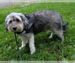 Small #1 Mutt