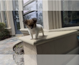 ShiChi Puppy for sale in HOUSTON, TX, USA