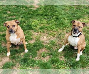 Boxer-Unknown Mix Dogs for adoption in Thomasville, NC, USA