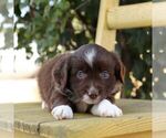 Small #2 Aussie-Poo