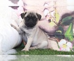 Small Photo #2 Pug Puppy For Sale in MARIETTA, GA, USA