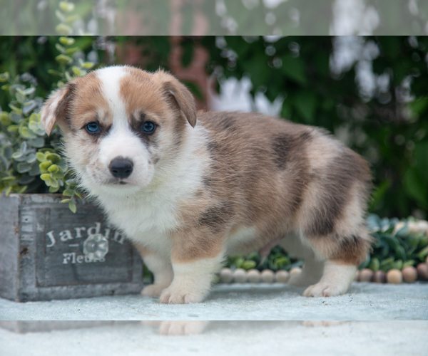 Medium Photo #34 Pembroke Welsh Corgi Puppy For Sale in NEW CONCORD, OH, USA