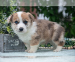 Small Photo #34 Pembroke Welsh Corgi Puppy For Sale in NEW CONCORD, OH, USA